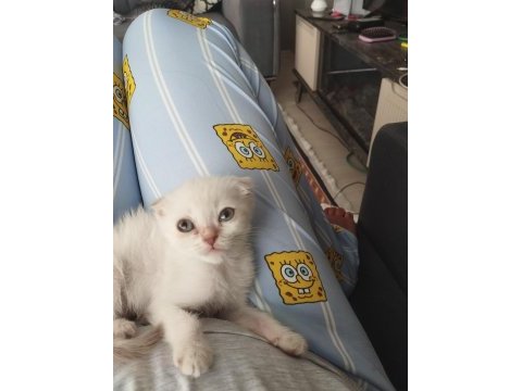Dişi ve erkek son scottish fold yavrular