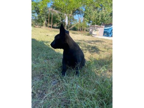 3 dişi 1 erkek belçika malinois yavrular