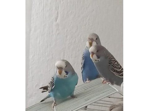1 aylık yeme düşmüş 3 adet yavru muhabbet kuşu