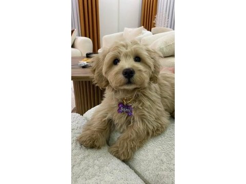 1 yaşında maltipoo yaramaz olduğu için bakamıyoruz