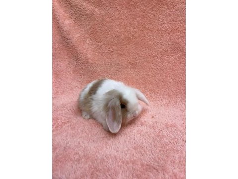 Hollanda teddy lop tavşanı