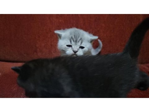 Scottish fold garibanlar yuva bekliyor