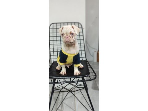 Türkiyede tek albino pug yavrumuz sizlerle