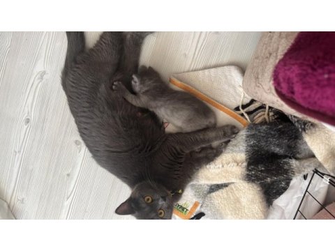 Bir anne iki yavrusu ile beraber verilecek kediler