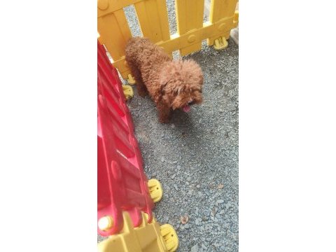 Toy poodle damızlık dişiler