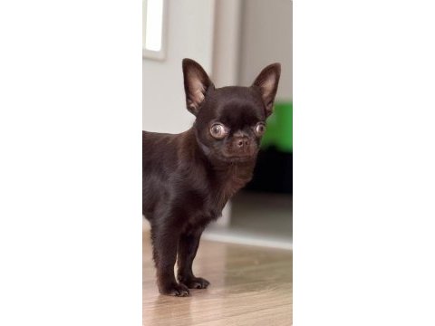 Chocolate 4 aylık erkek yavru chihuahua
