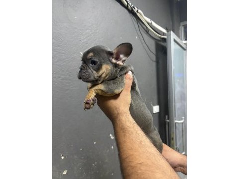 Aşılı egzotik fransız bulldog