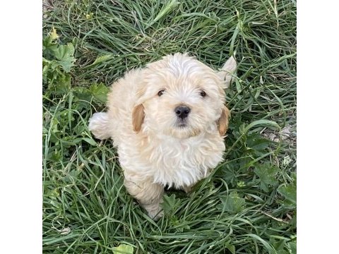 Maltipoo yavruları