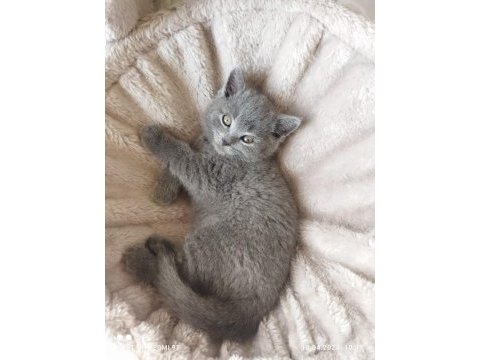 Sahiplenilmeyi bekleyen şecereli scottish fold yavrular