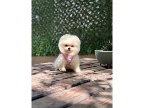 Sevimli pomeranian boo yavrular
