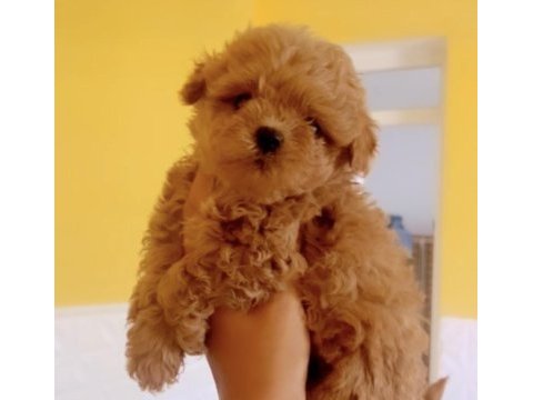 Orjinal kore maltipoo