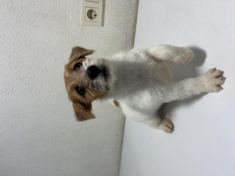 Şecereli jack russell terrier erkek