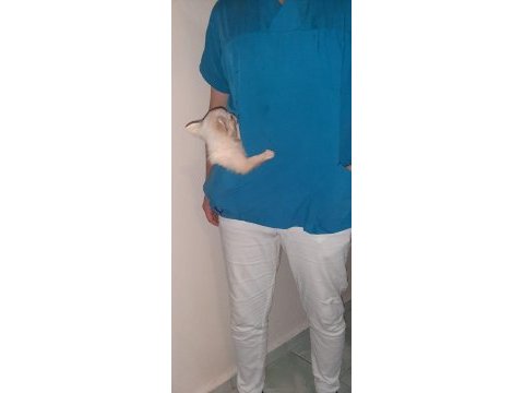 A şecere belgeli longhair erkek yavrum chihuahua