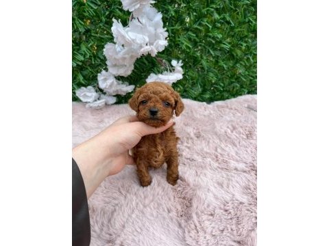 Toy poodle bebekler