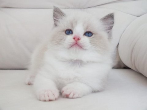 Full şecereli ragdoll yavruları