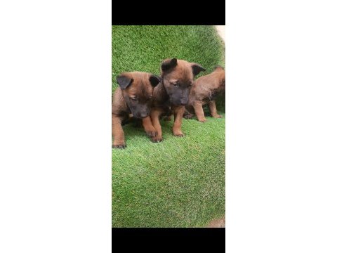 İyisini büyütmek isteyenlere malinois yavrularmız