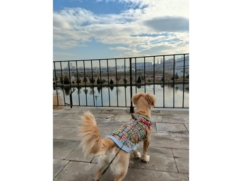 Rus finosu köpeğimiz