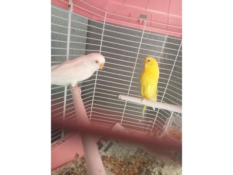 Muhabbet kuşu lutino albino bunlar takım diğeri erkek