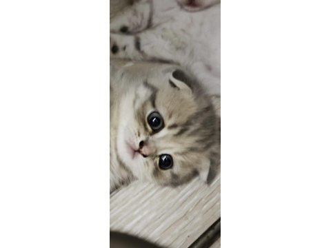 Efsane tatlı scottish fold silver yavrular