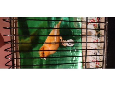 Şahane birbirinden güzel alman tepeli kanaryalar