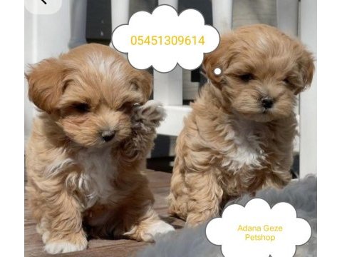 Kore maltipoo