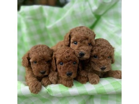 Safkan ırk garantili poodle bebekler