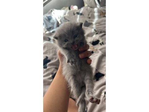 British shorthair yavrularım yuvalarını bekliyor