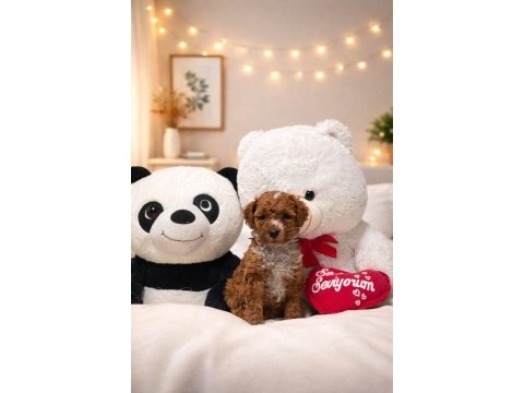 Toy poodle dişi erkek