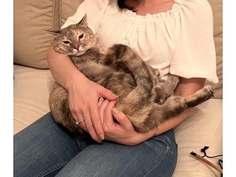 Bu masum tekir kucak kedisine yuva olur musunuz?