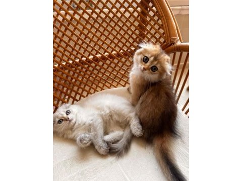Scottish fold ve british longhair kedisi