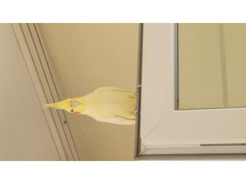 Yetişkin lutino sultan papağanı