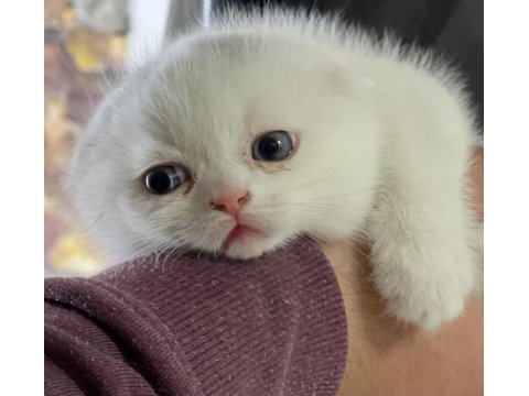 Yavru scottish fold bebekler