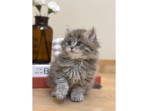 2 aylık 17 adet sağlık garantili british longhair yavrular
