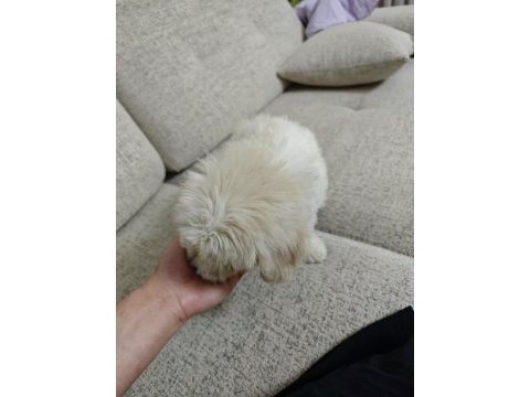 4 aylık evcil maltipoo