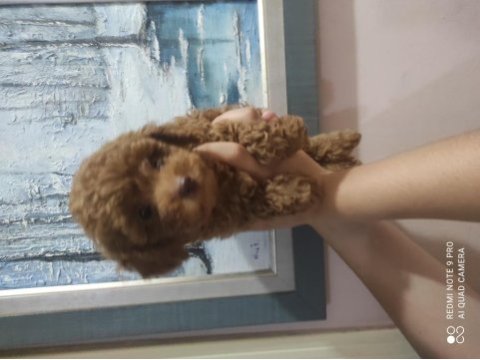Kore poodle bebekler