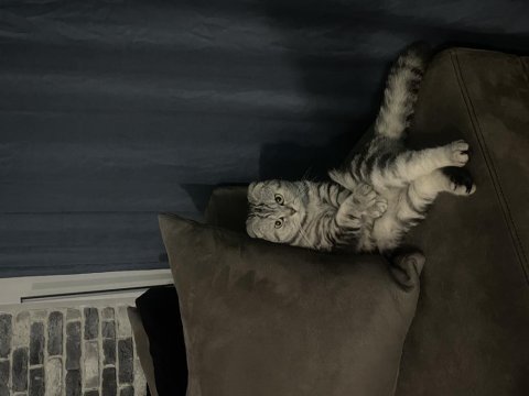 Scottish fold kedisi
