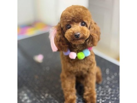 Safkan kore toy poodle yavrularımız