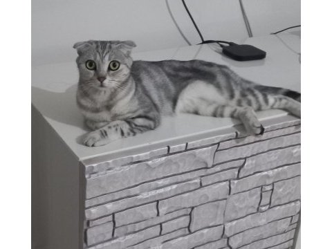 2 yaşında kedimi acil sahiplendiriyorum (ücretsiz)