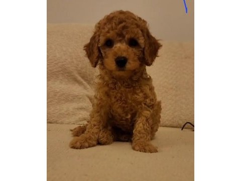 Toy poodle yavrumuz 0 teacup