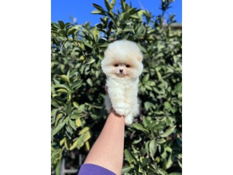 Ayı surat pomeranian yavrularımız