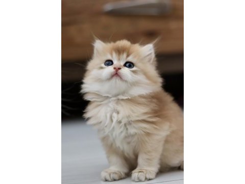 Safkan cana yakın sosyal british longhair bebekler