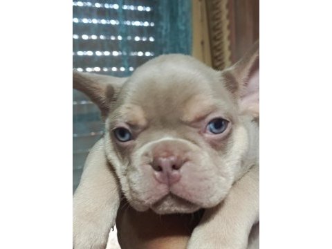 Egzotik french bulldog
