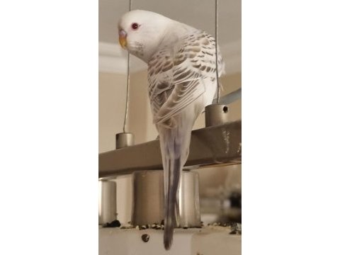 Albino yavru muhabbet kuşu