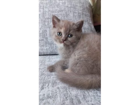 British shorthair lilac dişi yavru