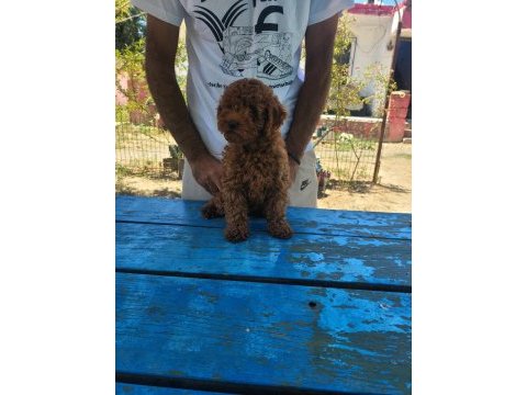 Red brown kore toy poodle erkek