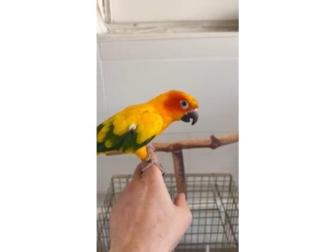 Yarı evcil konur papağanı
