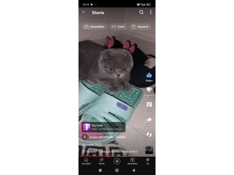 1 yaşında scottish fold erkek
