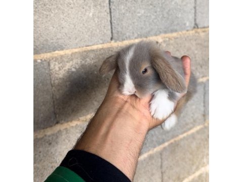 Blue ve siyah mavigöz hollanda teddy lop tavşan