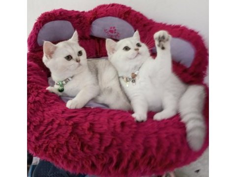 Silver shaded safkan british shorthair yavrular catteryden