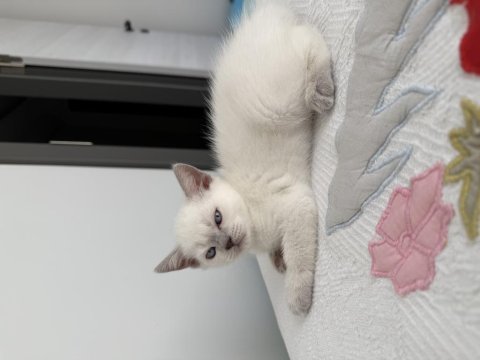 British shorthair 55 günlük kediler
